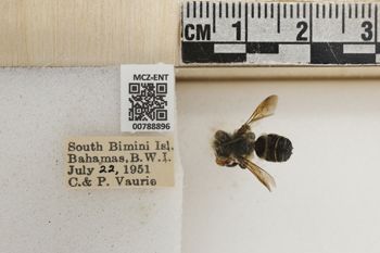 Media type: image;   Entomology 788896 Aspect: Labels